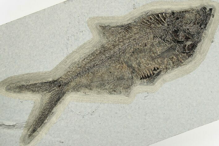 8" Fossil Fish (Diplomystus) - Wyoming